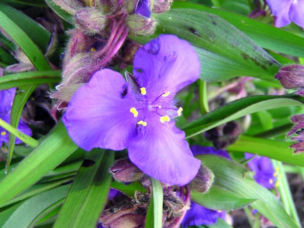 tradescantia andersoniana j.c. wequelin