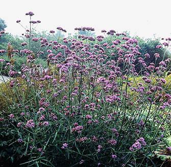verbena bonariensis