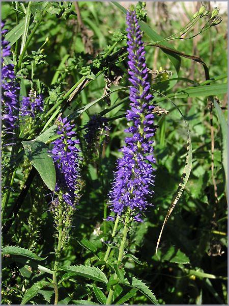 veronica longifolia