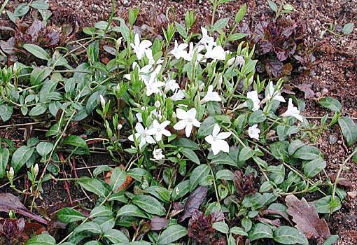 vinca minor gertrude jekyll