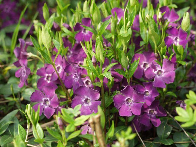 vinca minor atropurpurea
